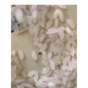 Getirden Aldığım Pirinç Böcekli Çıktı
