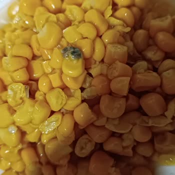 Tada Mısır İçinde Çıkan Şey