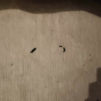 LCW Kalitesiz Ürün