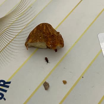 A101 Çerezya Böcekli Çığ Kokteyl