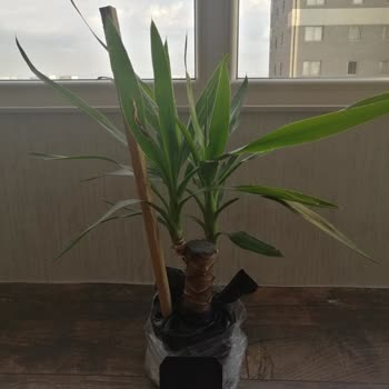 ÇiçekSepeti 3 Gün Sonra Teslim Edilebilen Alakasız Çiçek