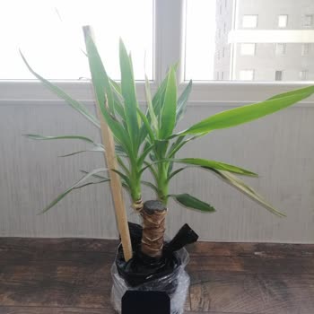 ÇiçekSepeti 3 Gün Sonra Teslim Edilebilen Alakasız Çiçek