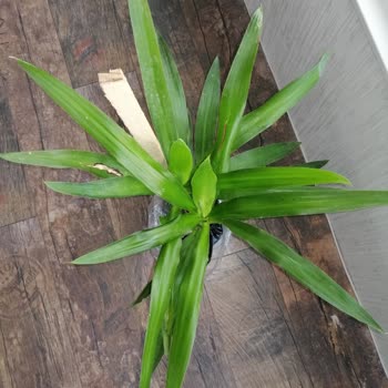 ÇiçekSepeti 3 Gün Sonra Teslim Edilebilen Alakasız Çiçek