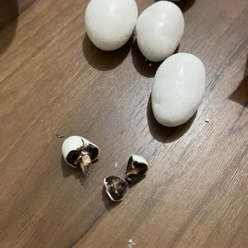 BİM Marketten Alınan Buono Çikolatadan Çıkan Kozalı Kurt