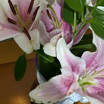 ÇiçekSepeti Çiçek Sepetinden Gelen Çiçek Solmuş Geldi