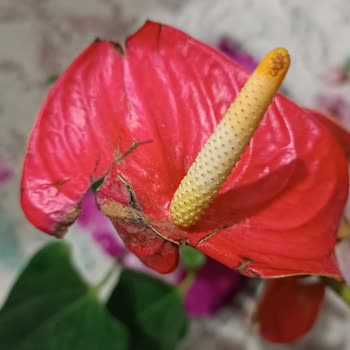 Çiçek Sepeti Çürümüş Ve Tozlu Çiçek Göndermesi