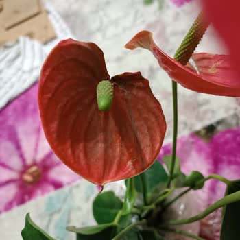 Çiçek Sepeti Çürümüş Ve Tozlu Çiçek Göndermesi