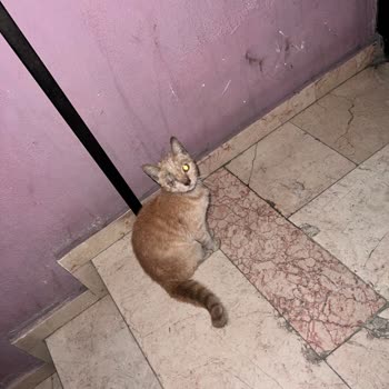 İBB - İstanbul Büyükşehir Belediyesi 153 Veteriner Ekipleri Kapımdaki Tek Gözü Yaralı Kedi İle İlgilenmedi