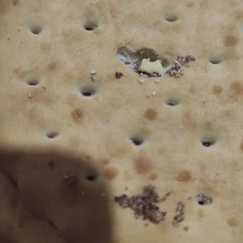 A101 Kurtlu Bisküvi Xroll