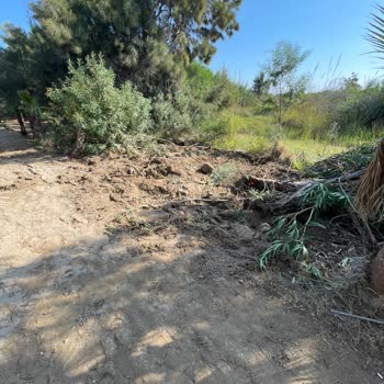 MESKİ Ağaçların Talan Edilip Ortada Bırakılması