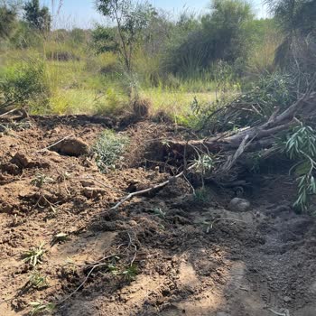 MESKİ Ağaçların Talan Edilip Ortada Bırakılması