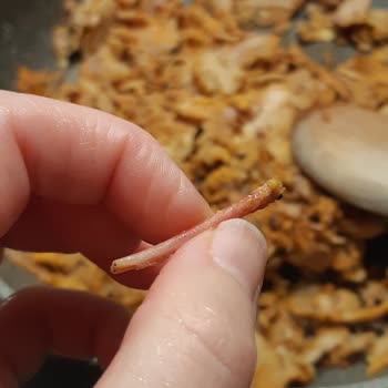 HasTavuk İçinden Çıkan Uzun Kemik, Yanlış Dondurulma Tarihi