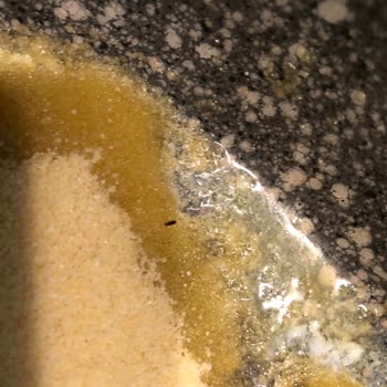 Filiz Makarna Böceklerin Bulunduğu İrmik Paketi Hakkında