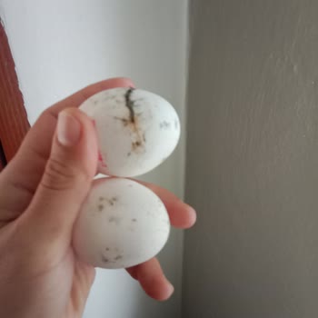 Küçükçekmece Belediyesi Bozuk Küflü Yumurta