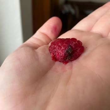 File Market Küflü Donmuş Meyve