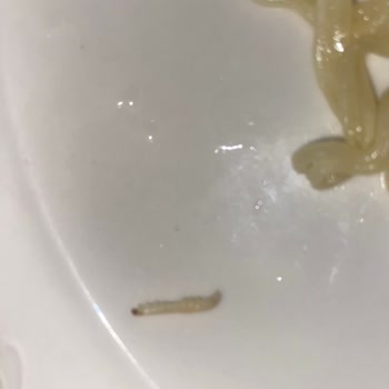 İndomie Noodle İçinde Kurt Çıkması