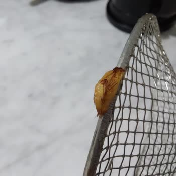 BİM Patatesten Garip Bir Şey Çıktı