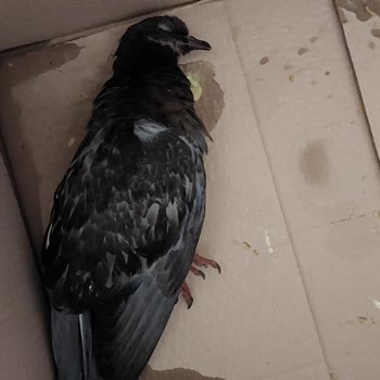 İBB - İstanbul Büyükşehir Belediyesi Kanatlı Sokak Hayvanlarının Ölüme Terk Edilmesi