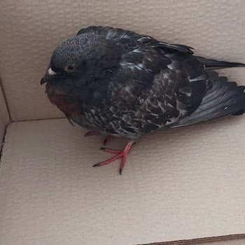 İBB - İstanbul Büyükşehir Belediyesi Kanatlı Sokak Hayvanlarının Ölüme Terk Edilmesi