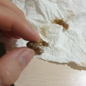 Makbul Lokum İçinden Taş Çıktı