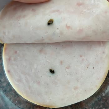 Maret Hindi Füme Yabancı Cisim