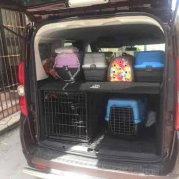 Nisavepatidostlari Hayvan Sahiplendirme Adı Altında