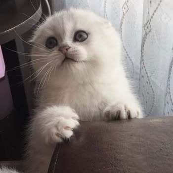 Nisavepatidostlari Hayvan Sahiplendirme Adı Altında