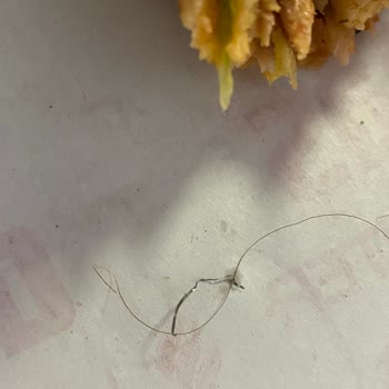 Donas Yemek İçinden Çıkan Kalıntı