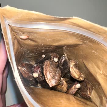 File Market Paketli Keçiboynuzu Kurtlanmış