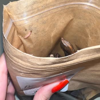 File Market Paketli Keçiboynuzu Kurtlanmış