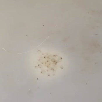 Dibay İnşaat Adana Sarıçam Buruk TOKİ 953 Konut Projesi!