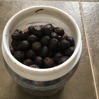 Kaanlar Bozuk Zeytin Çıktı