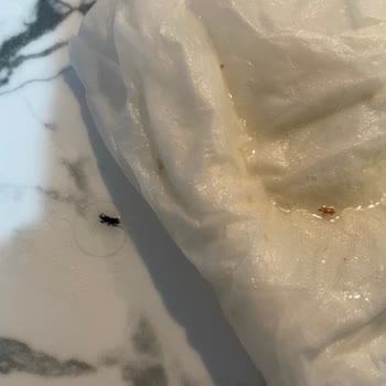 Pastavilla Makarnası İçerisinde Böcekler Çıktı