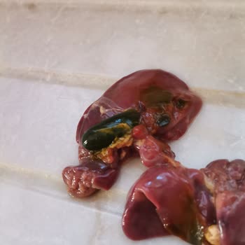 Lezita Tavuk Ciğerinde Yeşillenme