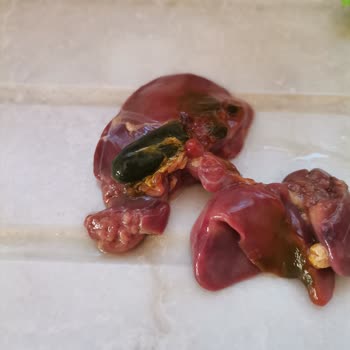 Lezita Tavuk Ciğerinde Yeşillenme