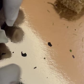 Carrefour SA Lux Çerezlik Lokumda Canlı Böcek