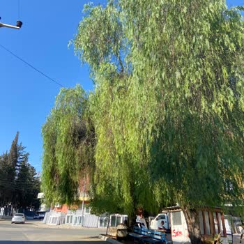 Toroslar Belediyesi Budanmayan Koca Ağaç