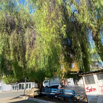Toroslar Belediyesi Budanmayan Koca Ağaç