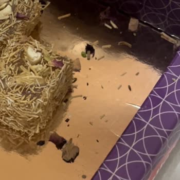 Bugs in Carrefour Lux Delicacy Turkish Delight