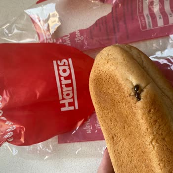 File Market Sağlığımızı Tehdit Ediyor, Her Üründe Böcek Var