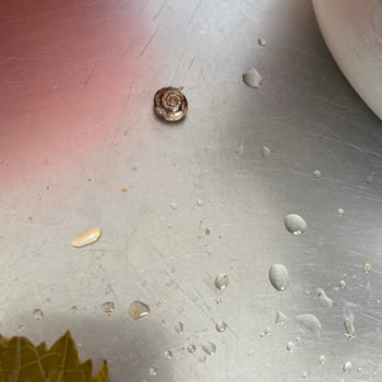 Şok Market Salamura Yapraktan Salyangoz Çıktı