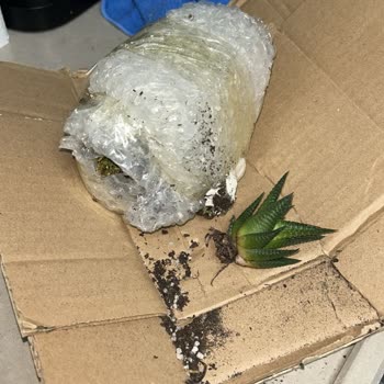 MNG Kargo Kaybedilen İnsanlar👩🏻🤝👩🏼, Kaybedilen Çiçekler🪴