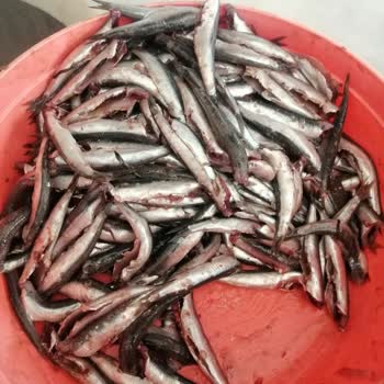 Migros Hamsi Balığı Şikayeti