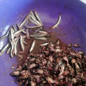 Migros Hamsi Balığı Şikayeti