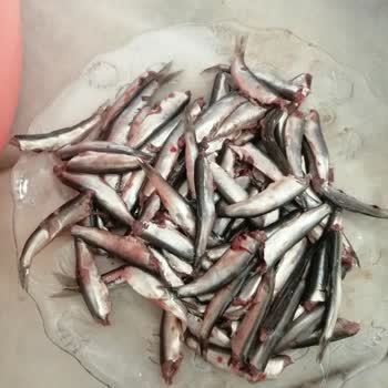 Migros Hamsi Balığı Şikayeti