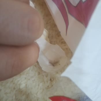 Tat Osmancık Pilavlık Pirinçte Böceklenme