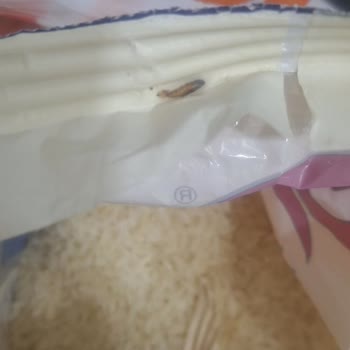 Tat Osmancık Pilavlık Pirinçte Böceklenme