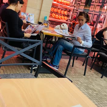 İstinye Tavukçusu Oturduğumuz Sandalyede Hayvanların Oturtmaları
