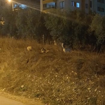 Bursa Büyükşehir Belediyesi Sokak Hayvanları İle İlgili Yardim