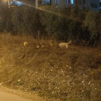 Bursa Büyükşehir Belediyesi Sokak Hayvanları İle İlgili Yardim